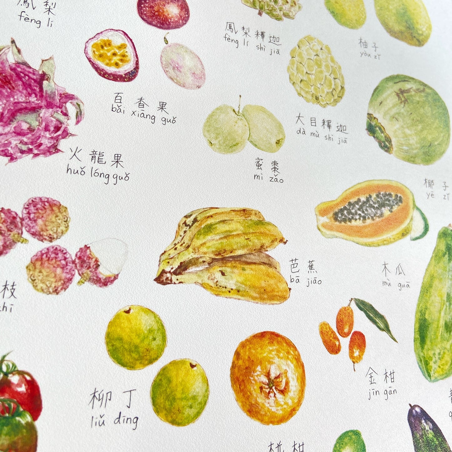 "台湾の果物と野菜” アートプリント（A3サイズ・額装なし）